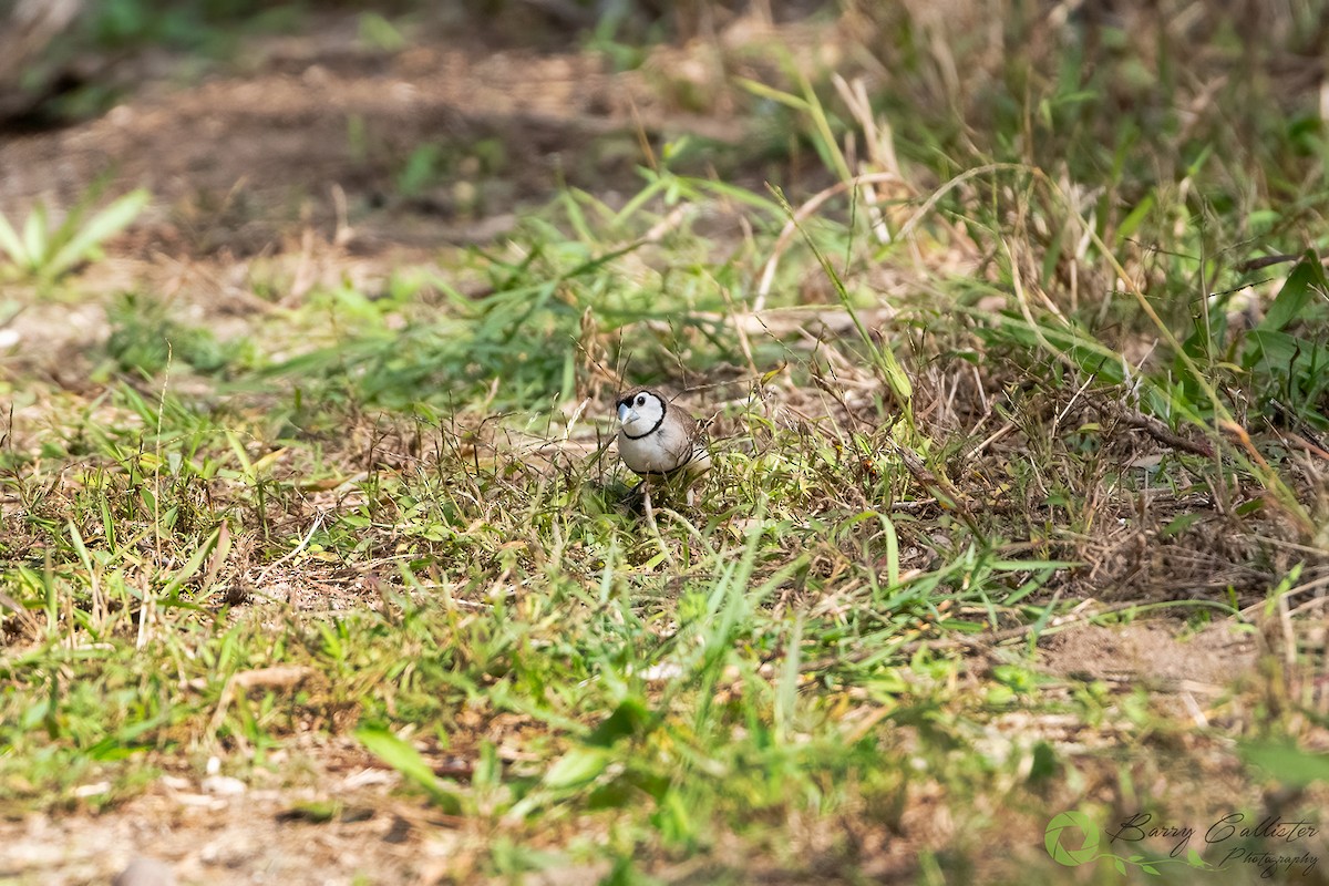 Double-barred Finch - Barry Callister