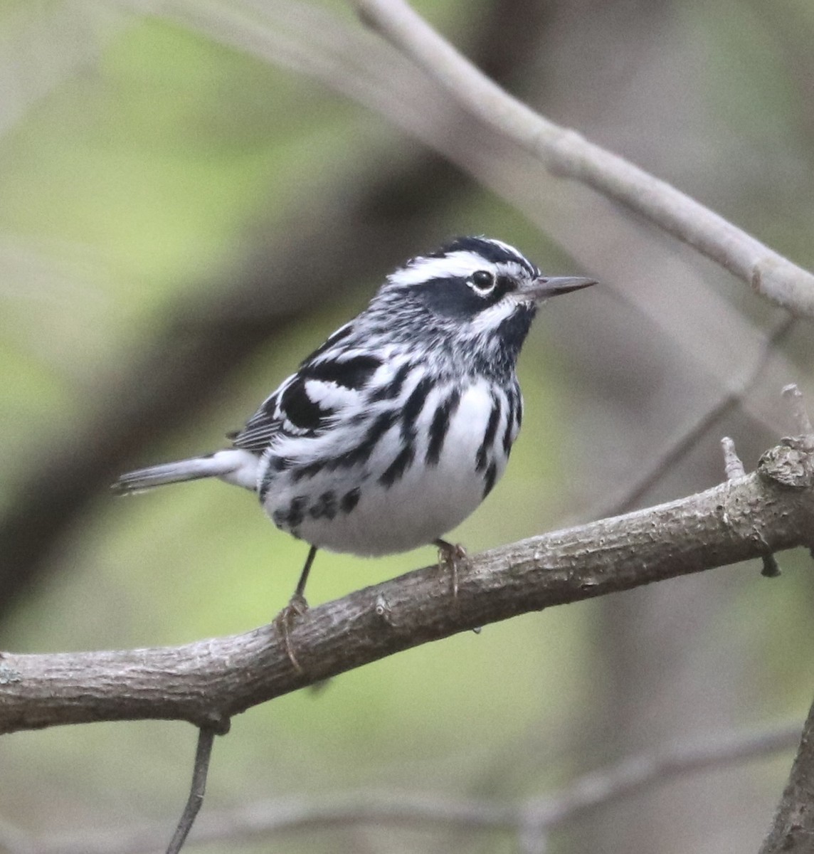 Black-and-white Warbler - ML618073132