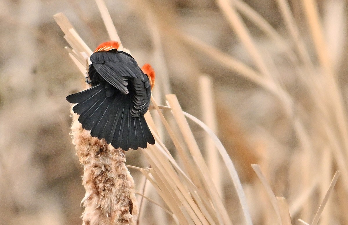 Red-winged Blackbird - ML618073141