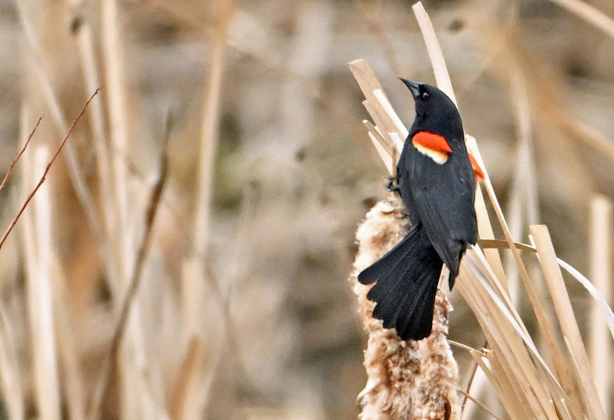 Red-winged Blackbird - ML618073143