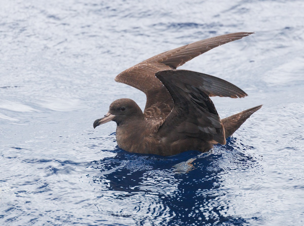 Flesh-footed Shearwater - ML618073149