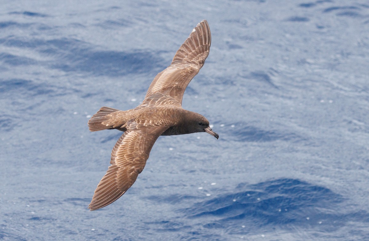 Flesh-footed Shearwater - ML618073153