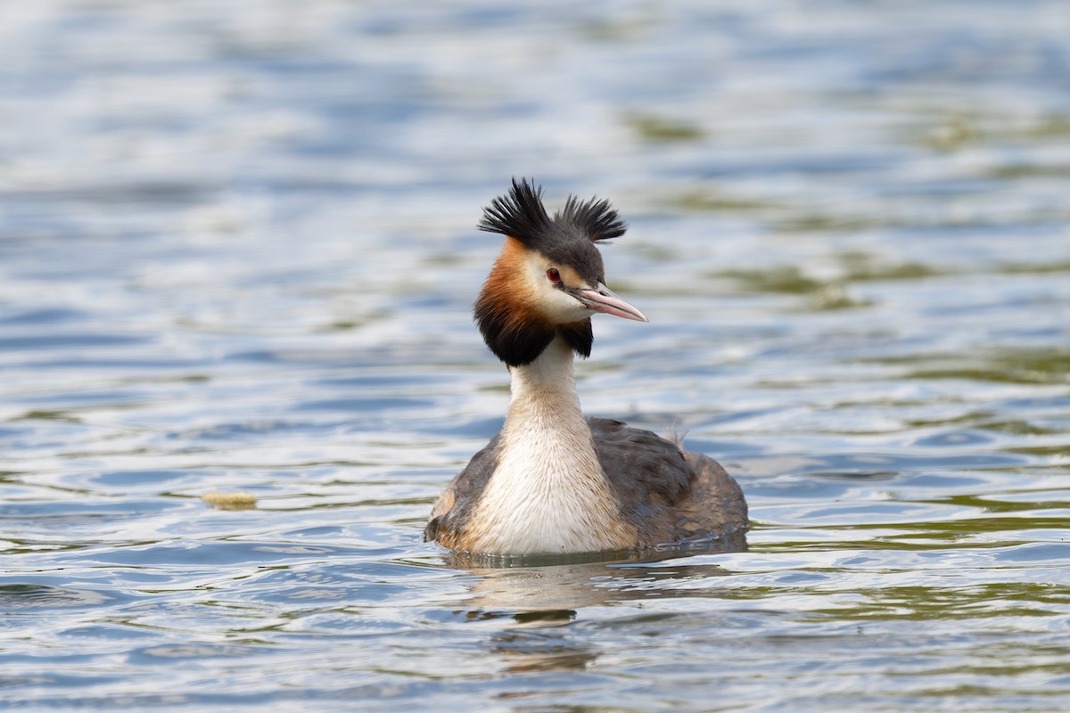 Great Crested Grebe - ML618073154