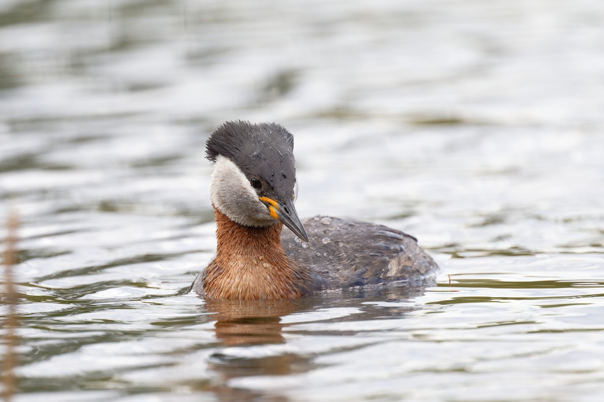 Red-necked Grebe - ML618073163