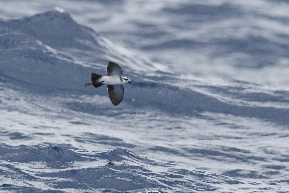 White-faced Storm-Petrel - ML618073191