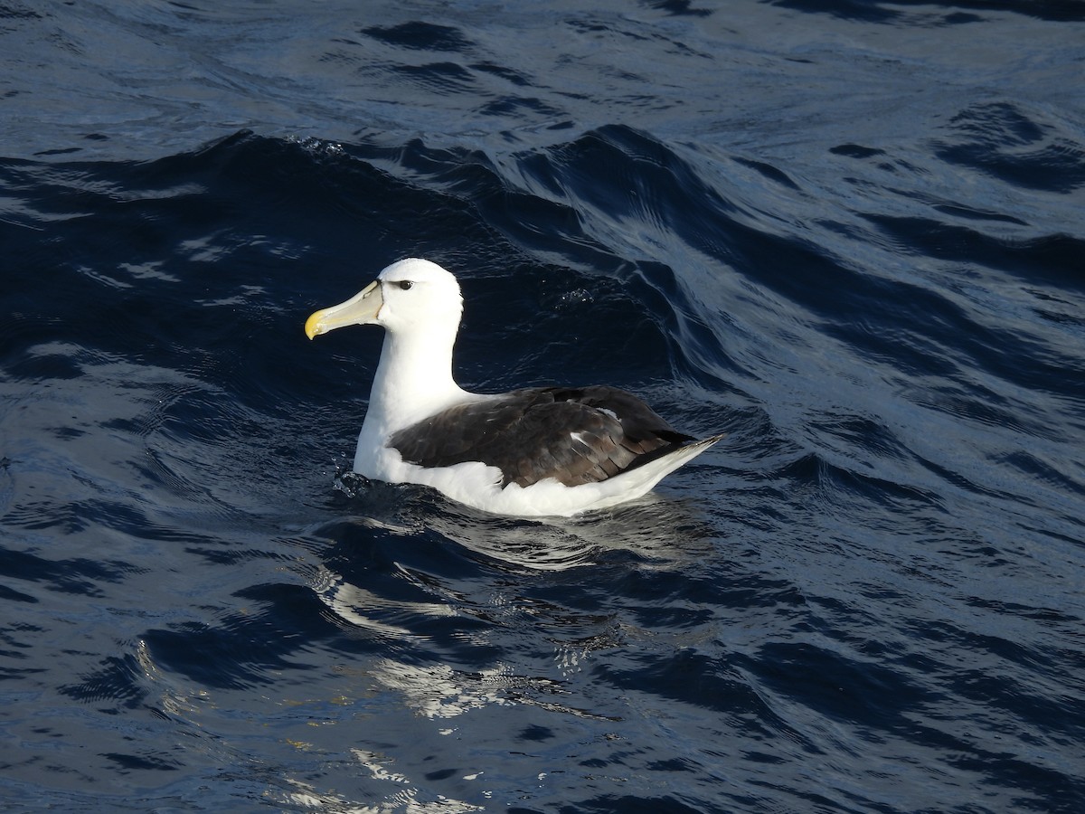 White-capped Albatross - ML618073200