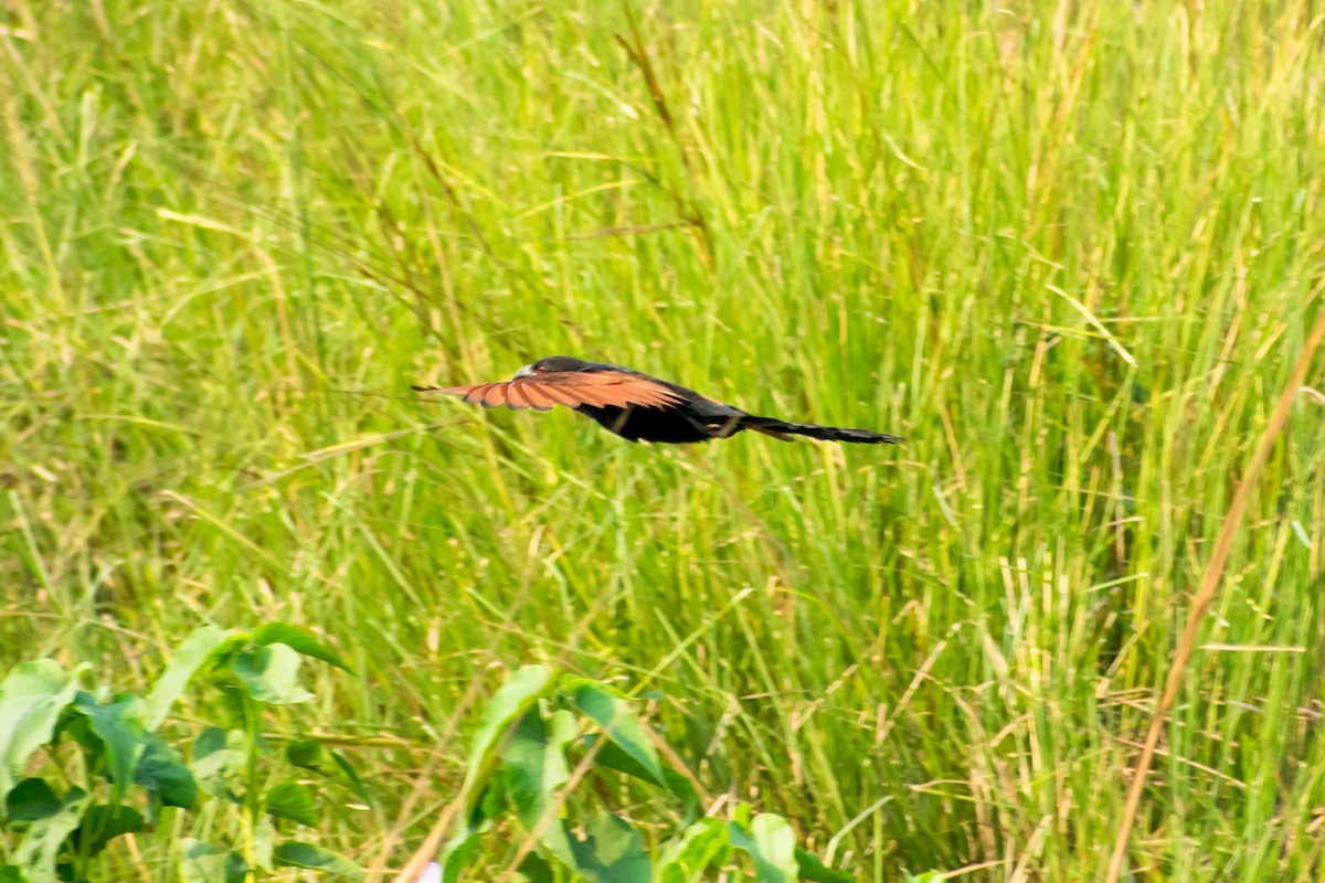 Greater Coucal (Southern) - ML618073288