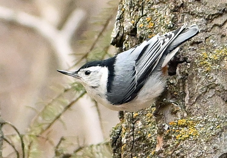 White-breasted Nuthatch - Wayne Oakes