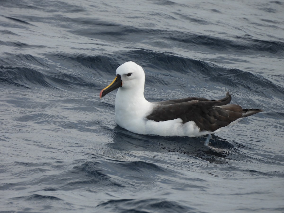 Indian Yellow-nosed Albatross - ML618073301