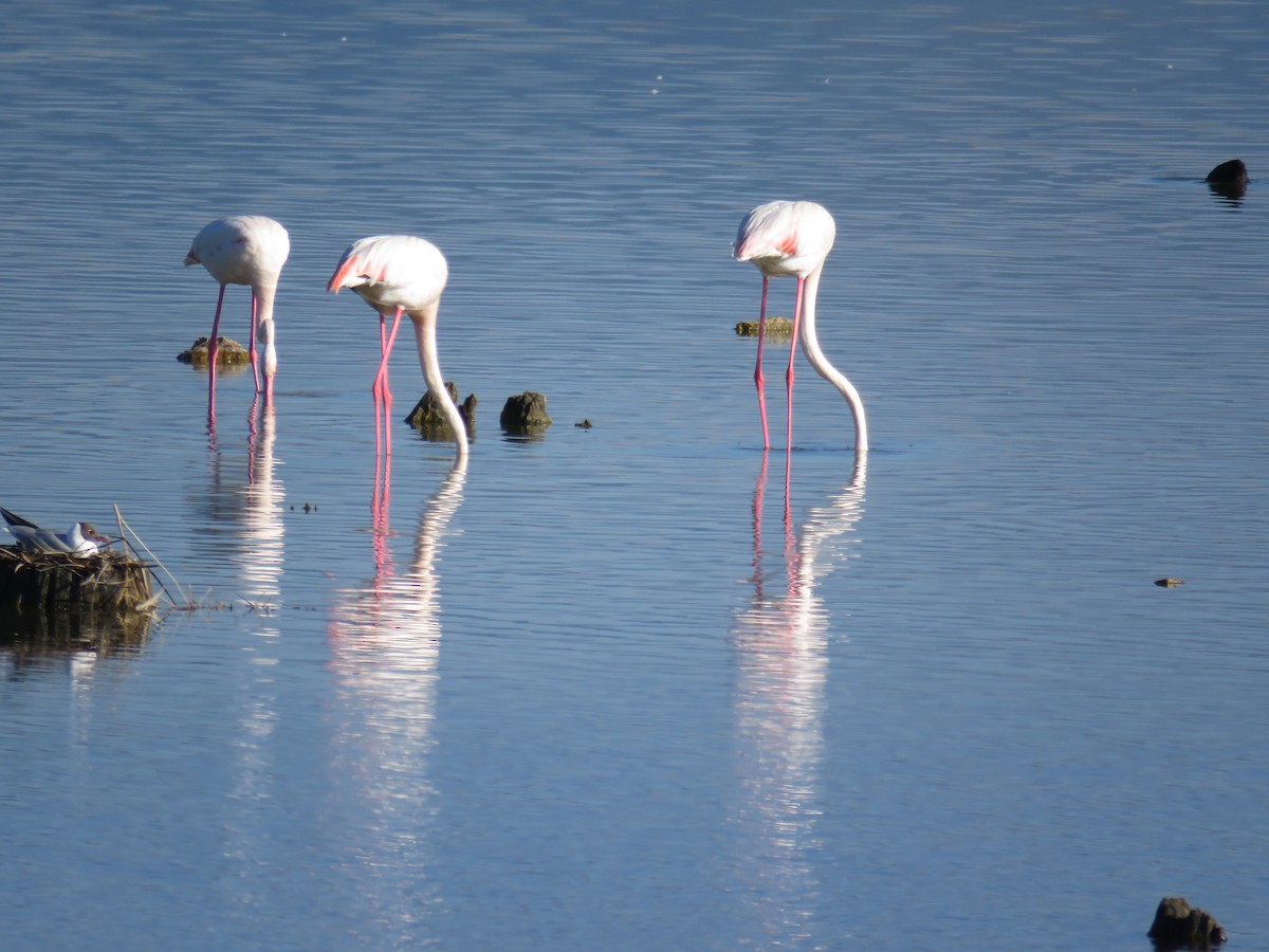 Greater Flamingo - Sofía González-Gallego MP