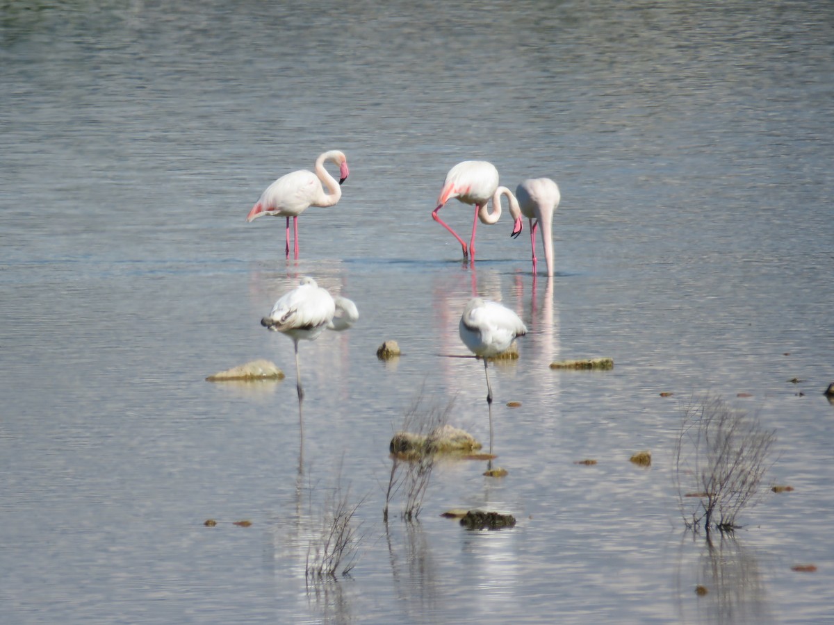 Greater Flamingo - ML618073326