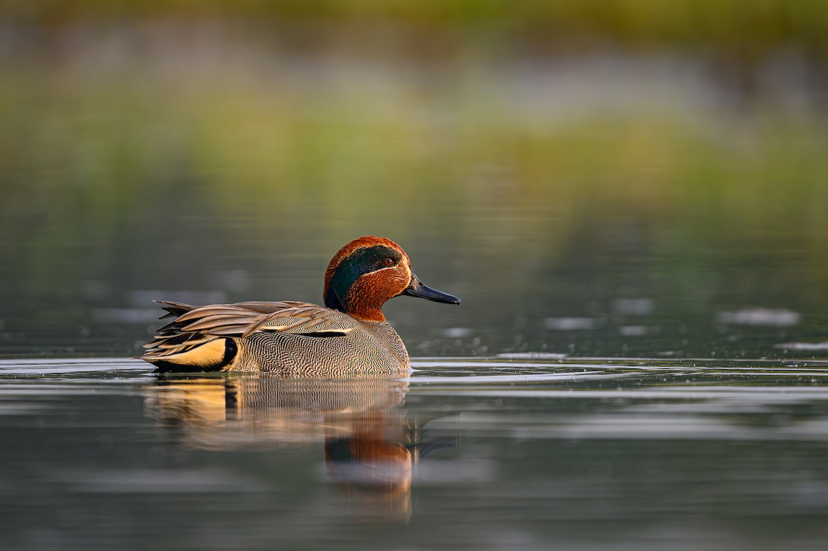 Green-winged Teal - ML618073412