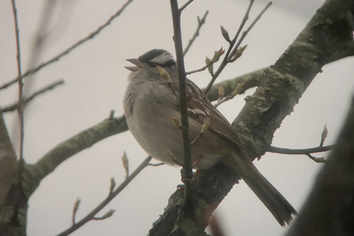 White-crowned Sparrow (leucophrys) - Shai Mitra