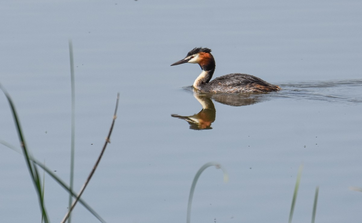 Great Crested Grebe - Miguel Ángel Mora Quintana