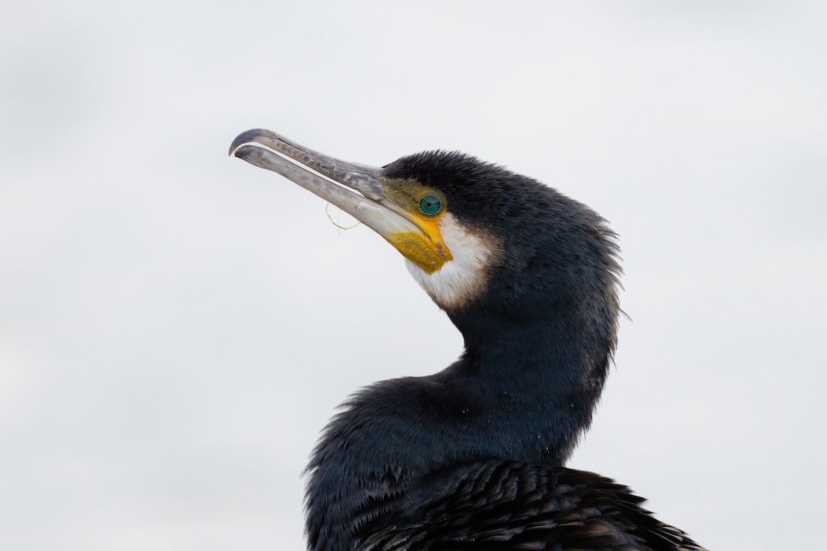 Great Cormorant - Andreas Stadler