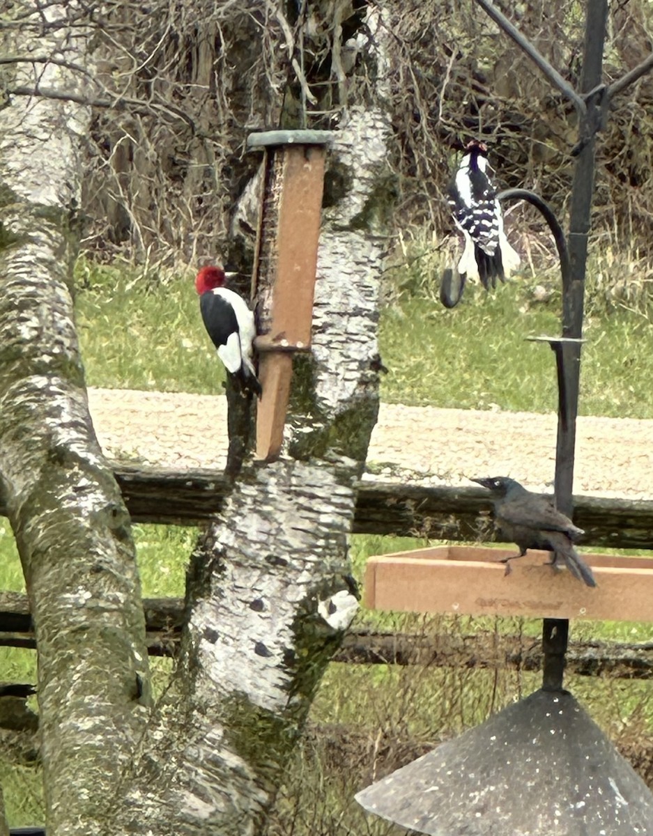 Red-headed Woodpecker - Moyra Hamilton