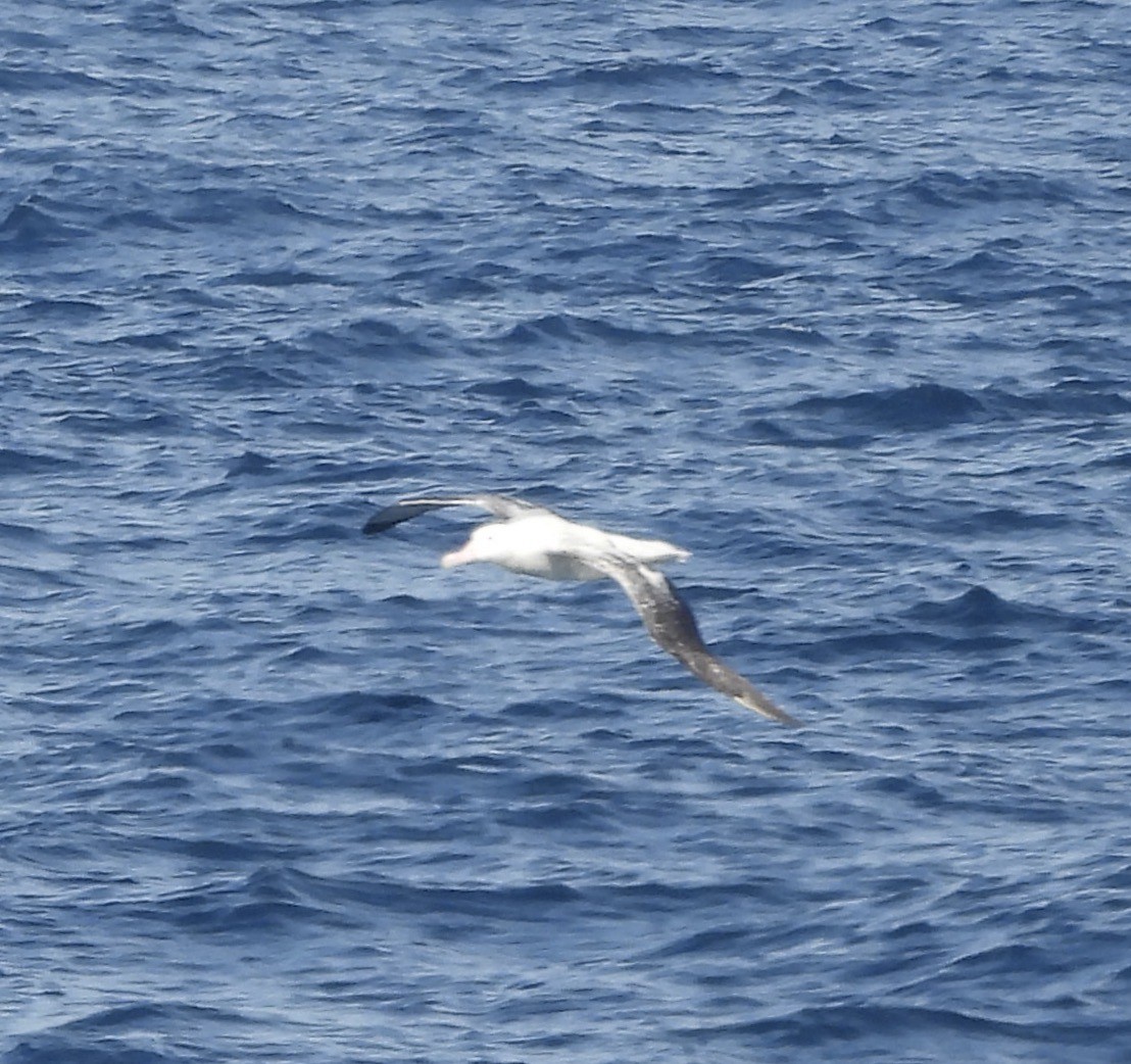 large albatross sp. - ML618073457