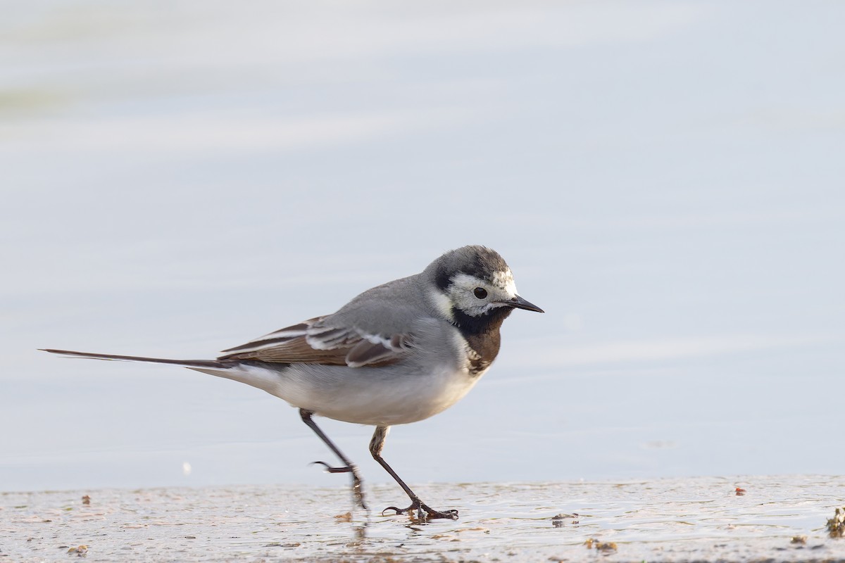 White Wagtail - Andreas Stadler