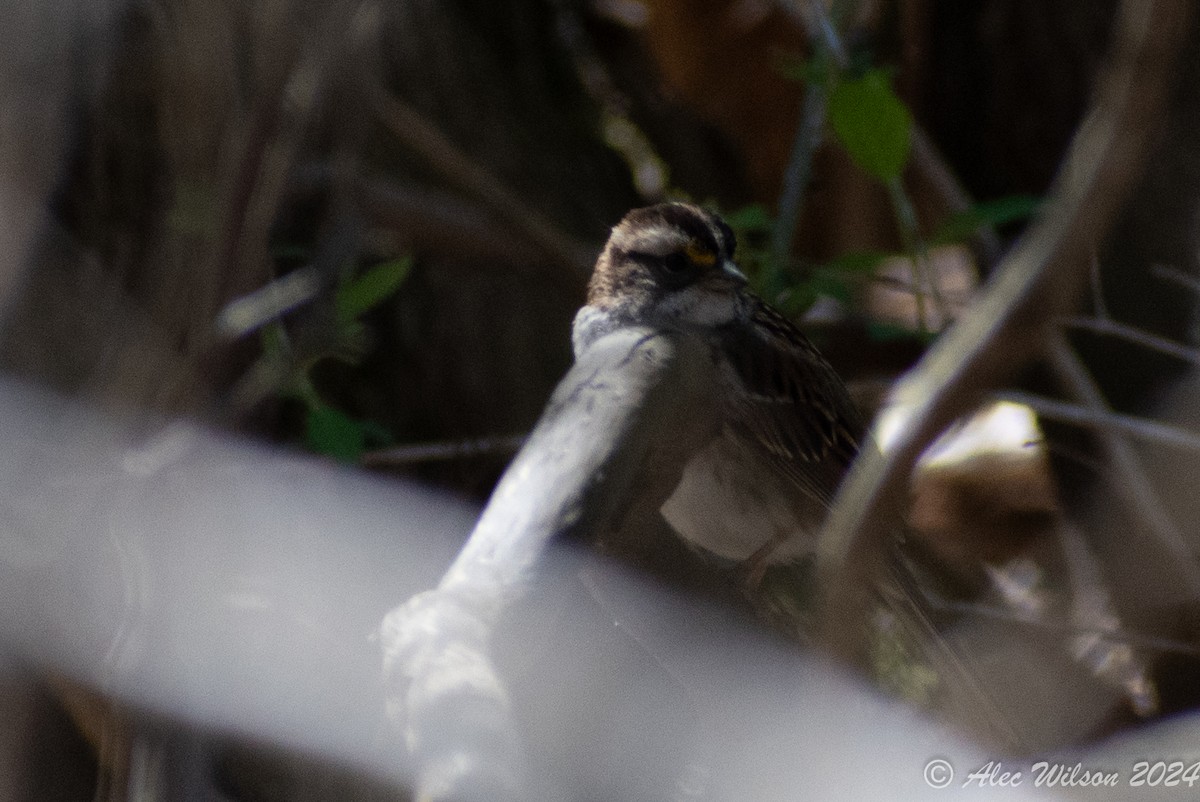 White-throated Sparrow - Alec Wilson