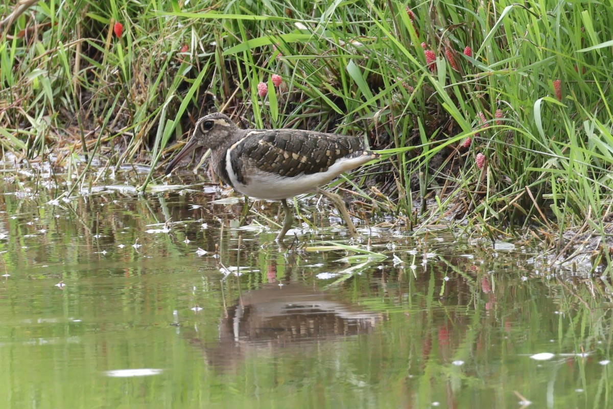 Greater Painted-Snipe - ML618073480