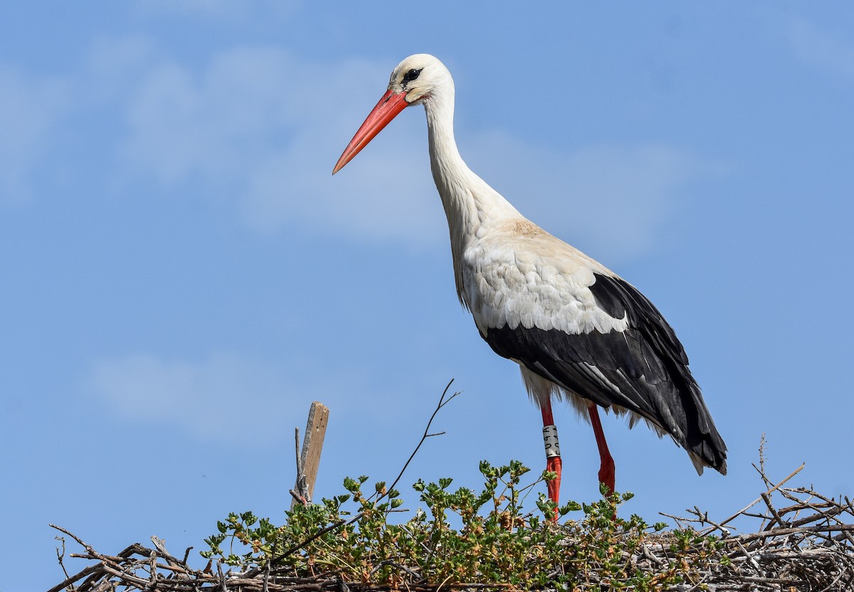 White Stork - ML618073518