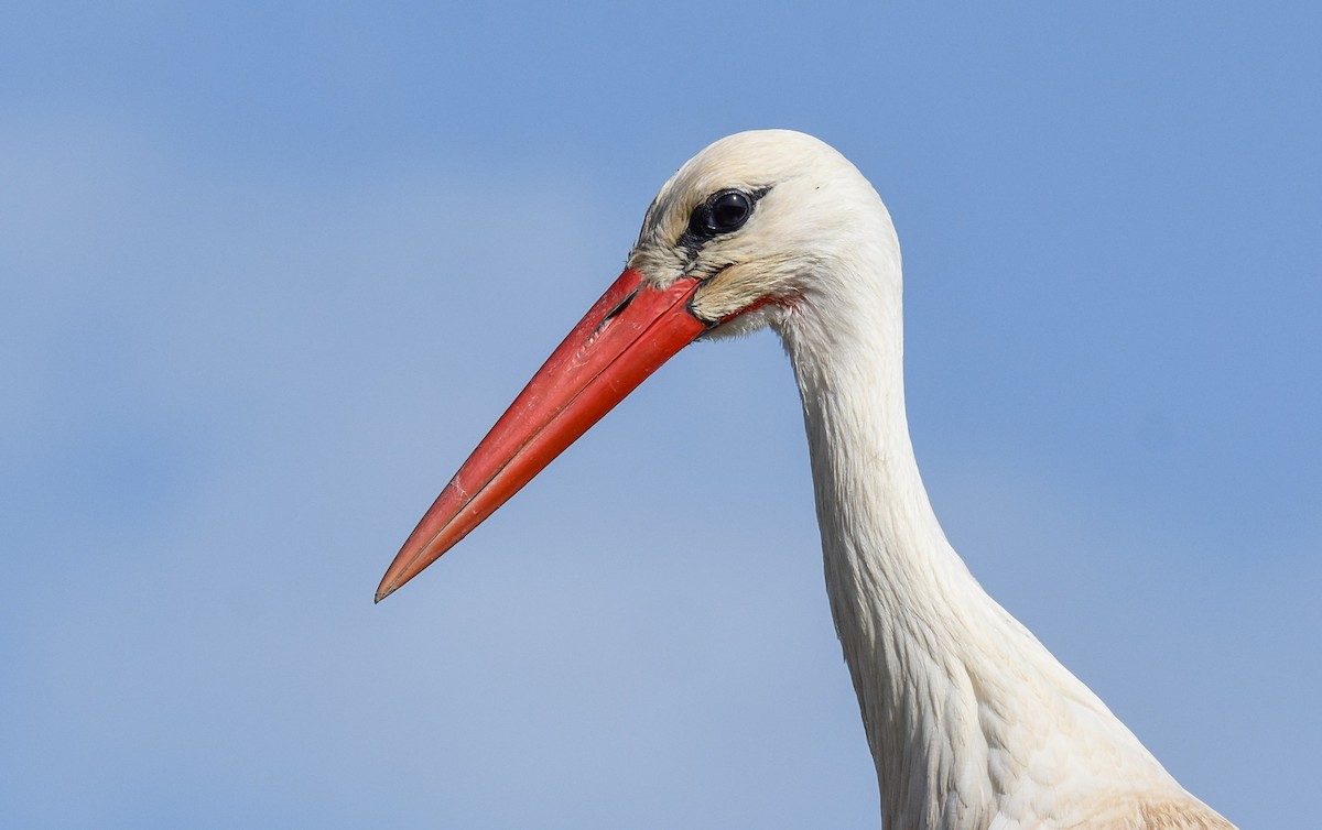 White Stork - ML618073538