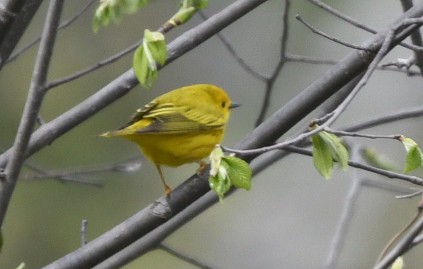 Yellow Warbler (Northern) - Randy Bodkins