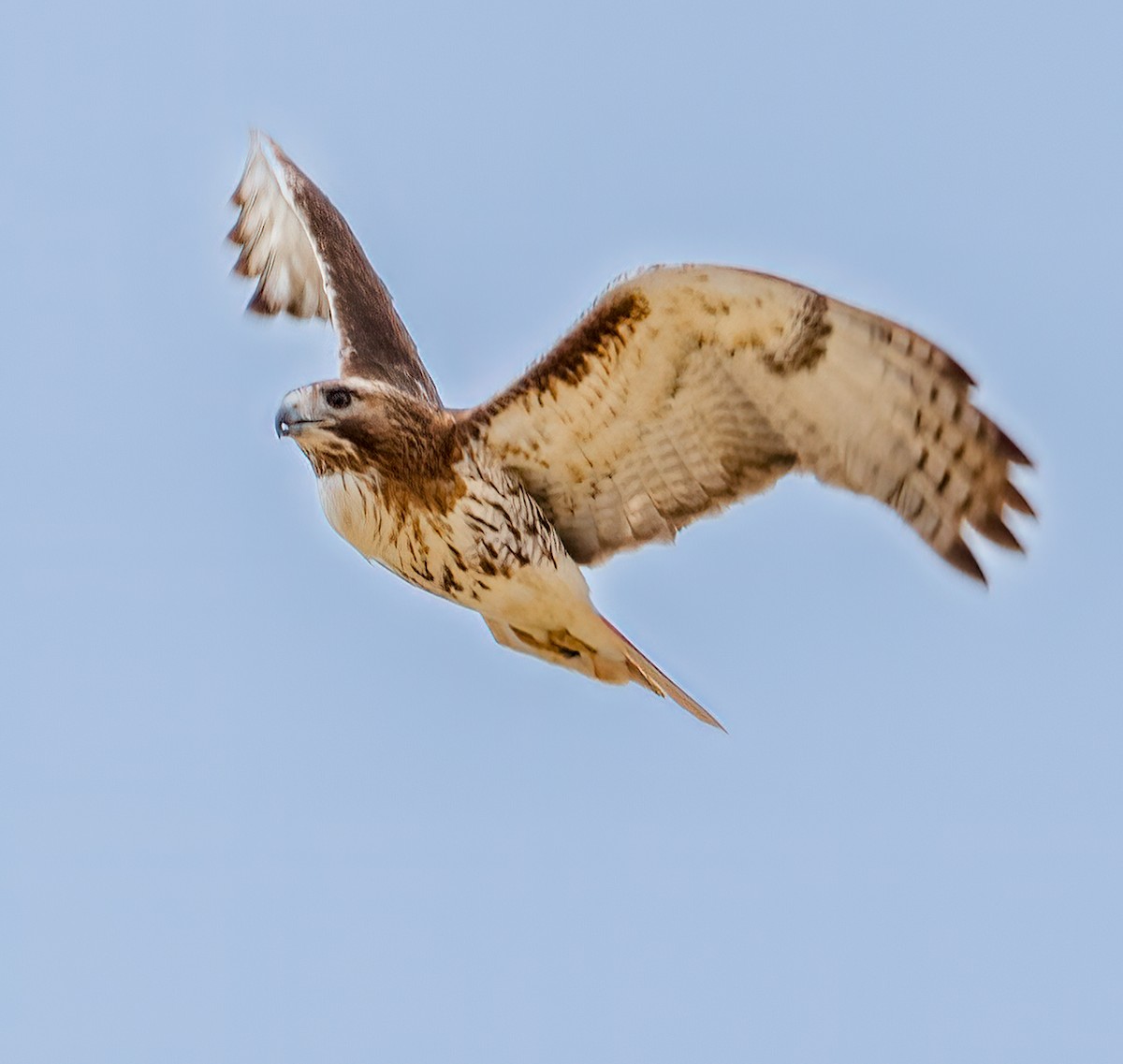 Red-tailed Hawk - Debbie Lombardo