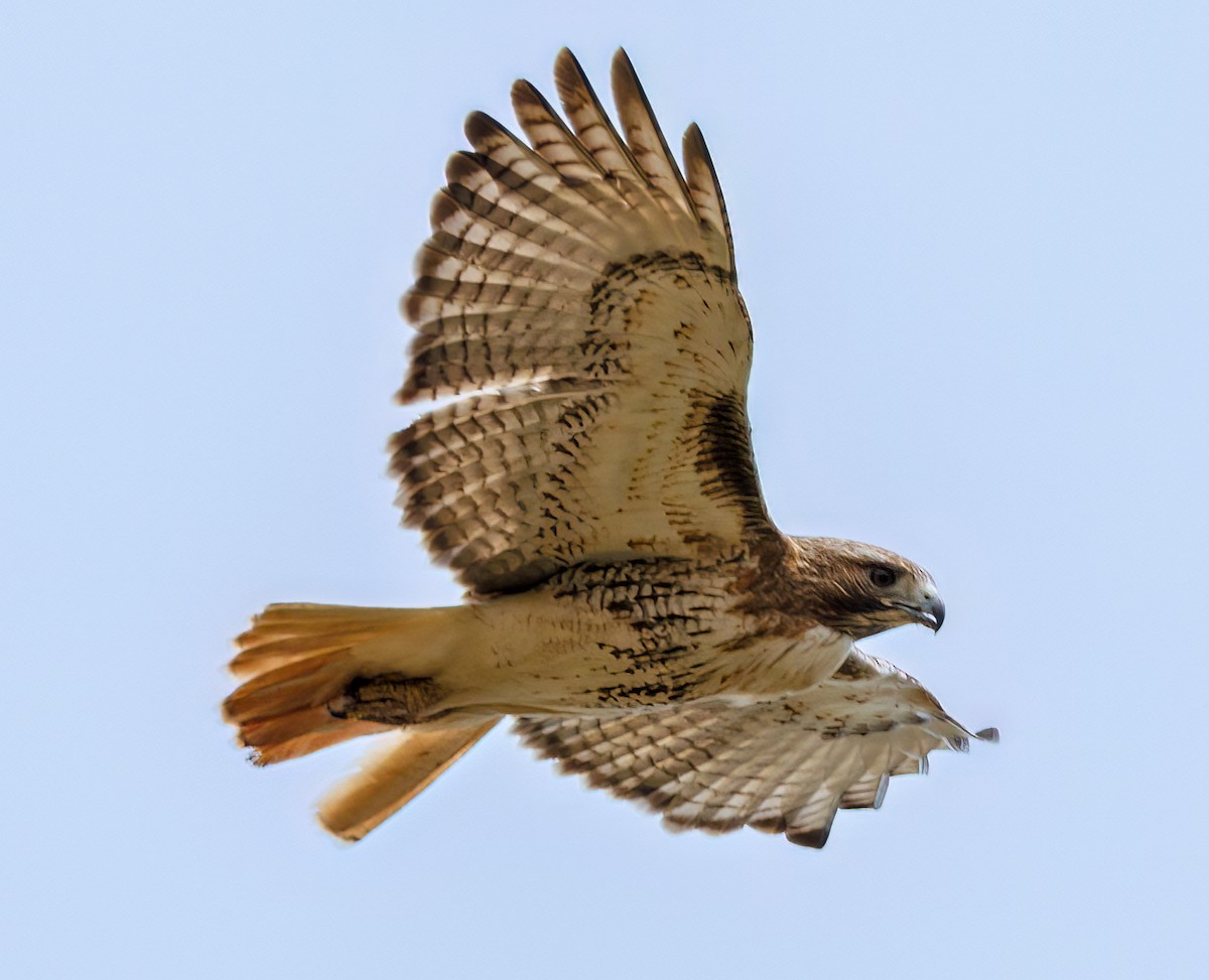 Red-tailed Hawk - Debbie Lombardo