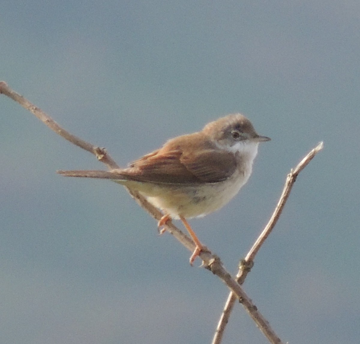 Greater Whitethroat - Mark Easterbrook