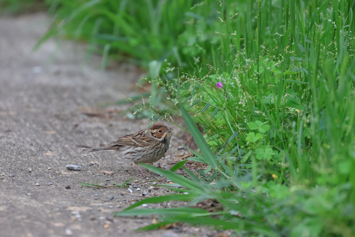 Little Bunting - Chi-Hsuan Shao