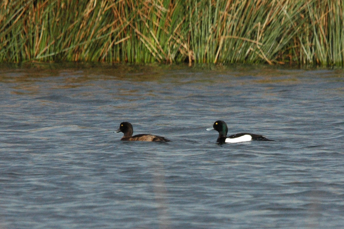 Tufted Duck - ML618073625