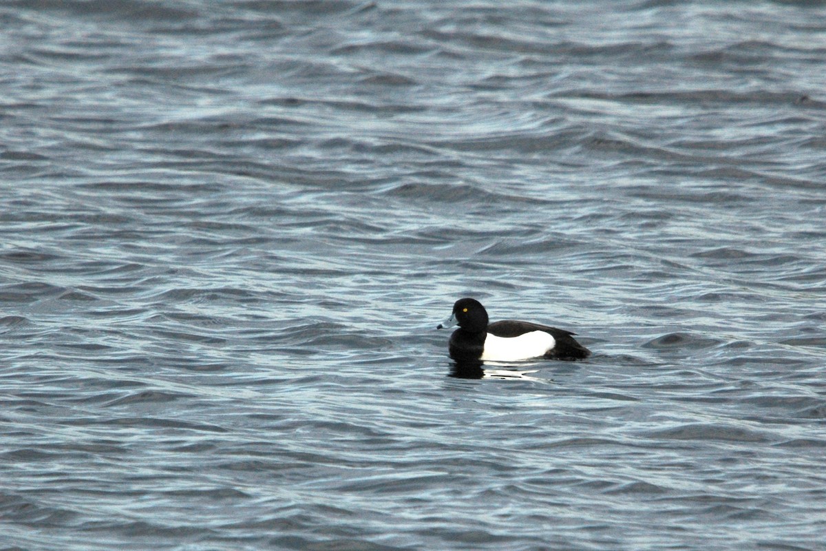 Tufted Duck - ML618073626