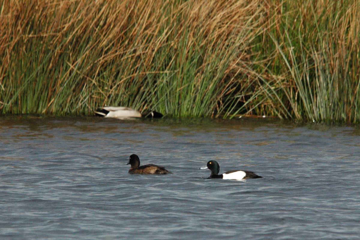 Tufted Duck - ML618073627