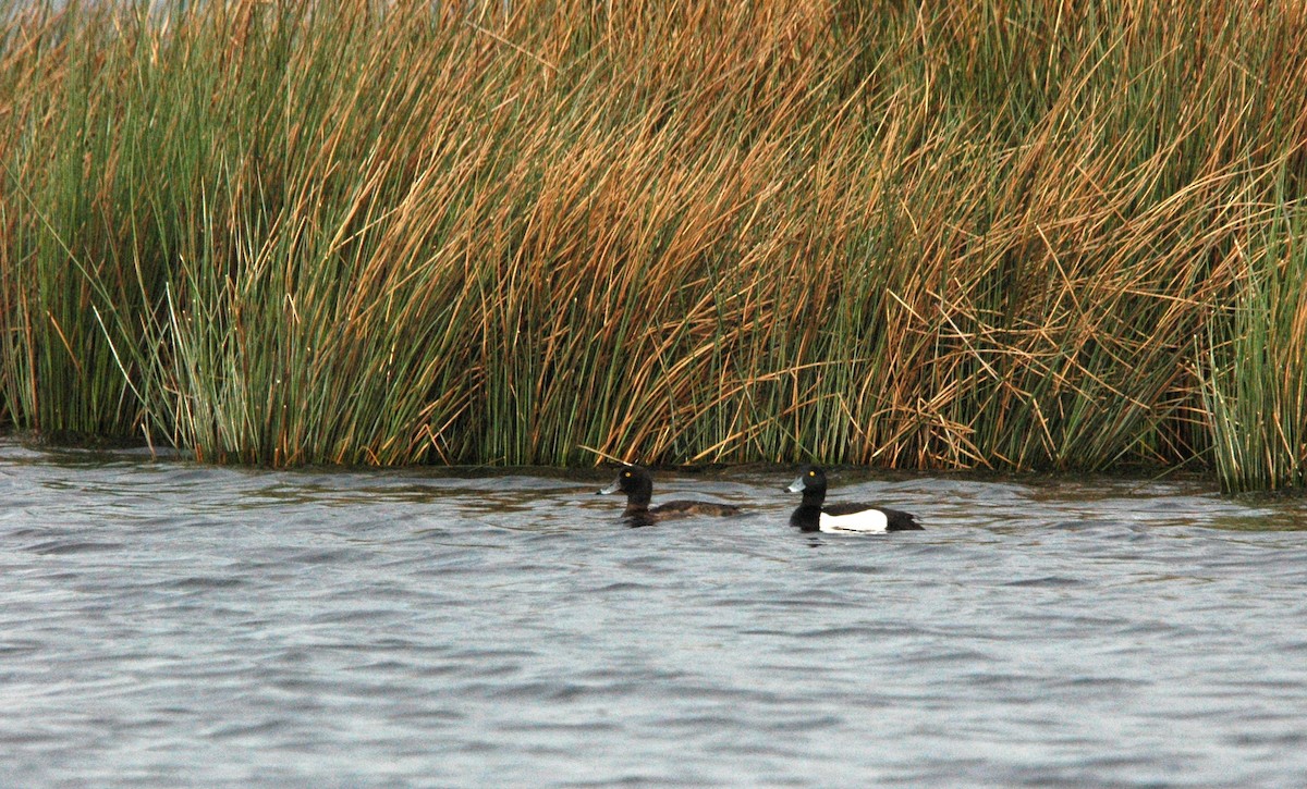 Tufted Duck - ML618073628