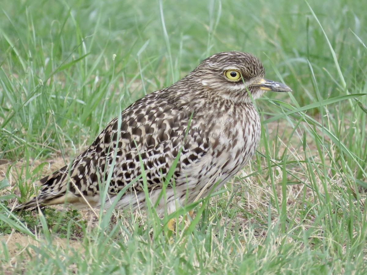 Spotted Thick-knee - ML618073644