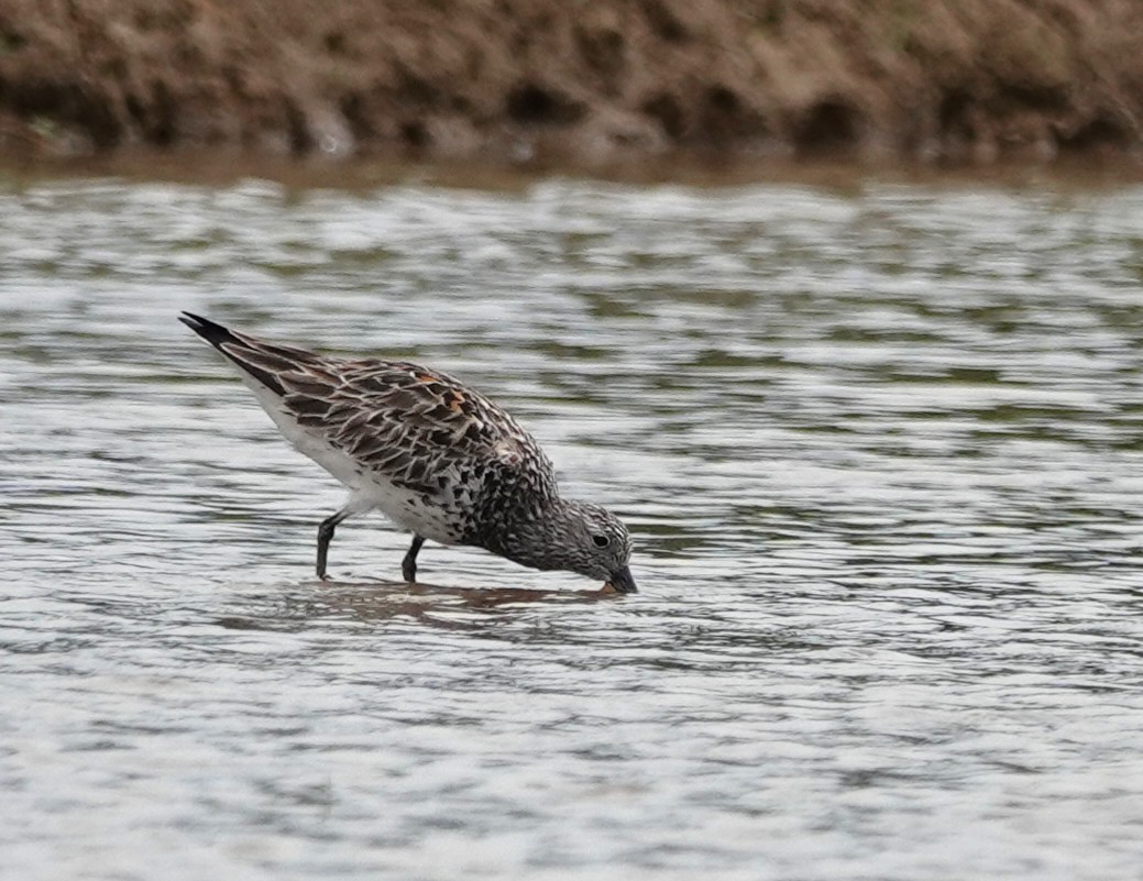 Great Knot - ML618073646