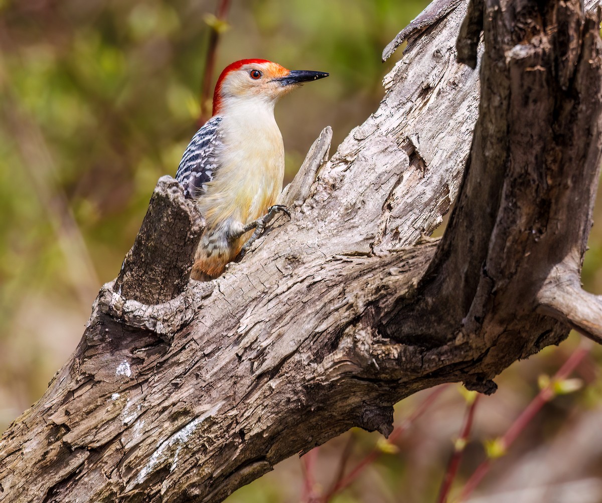 Red-bellied Woodpecker - Debbie Lombardo