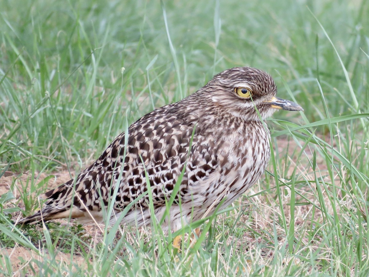 Spotted Thick-knee - ML618073666