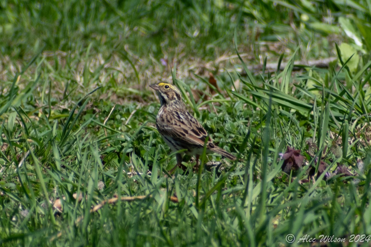 Savannah Sparrow - ML618073676