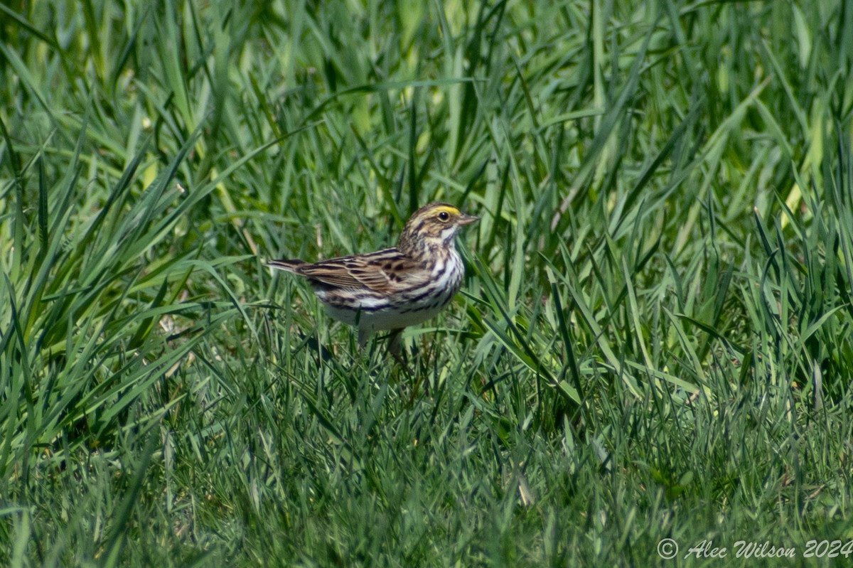 Savannah Sparrow - ML618073677