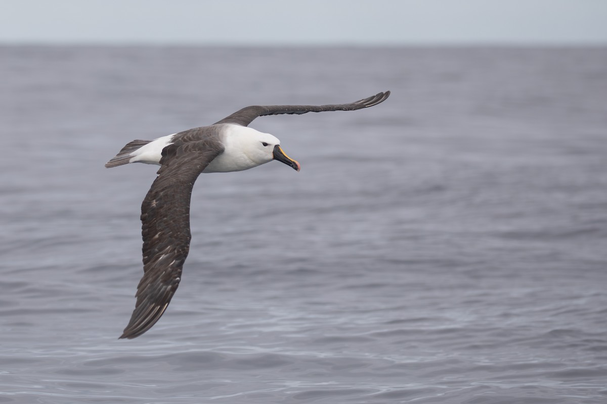 Indian Yellow-nosed Albatross - ML618073696