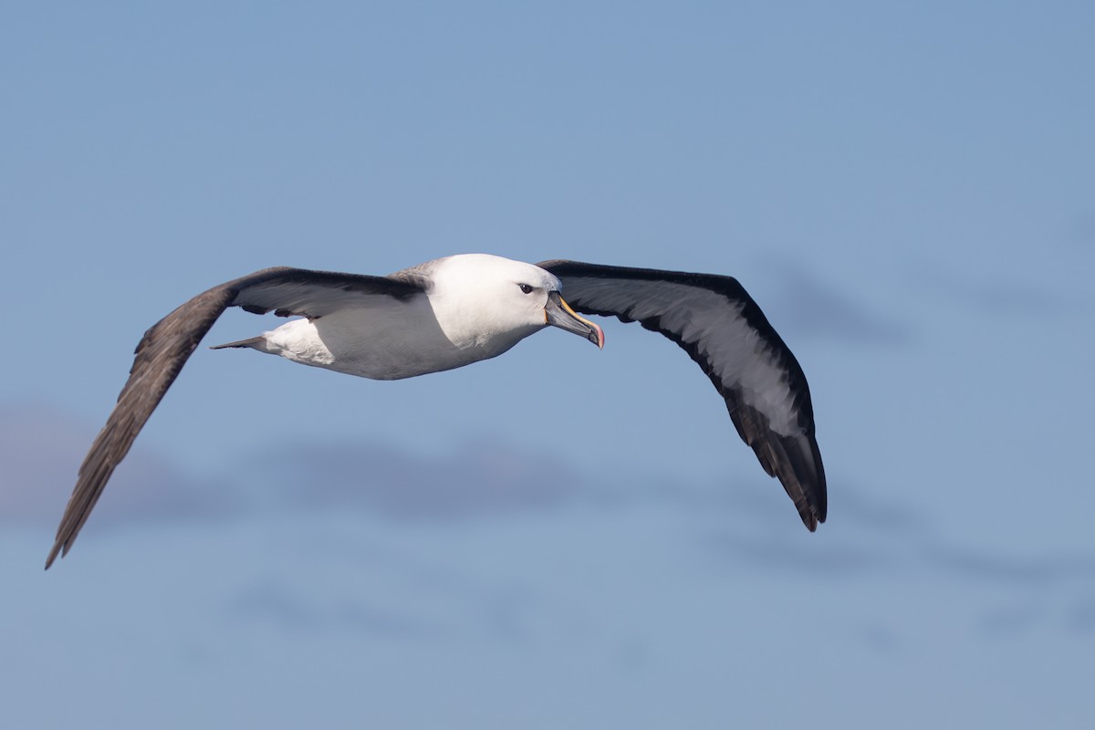 Indian Yellow-nosed Albatross - Isaac Clarey
