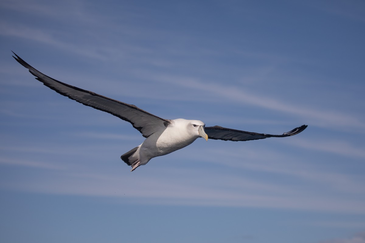White-capped Albatross - ML618073708