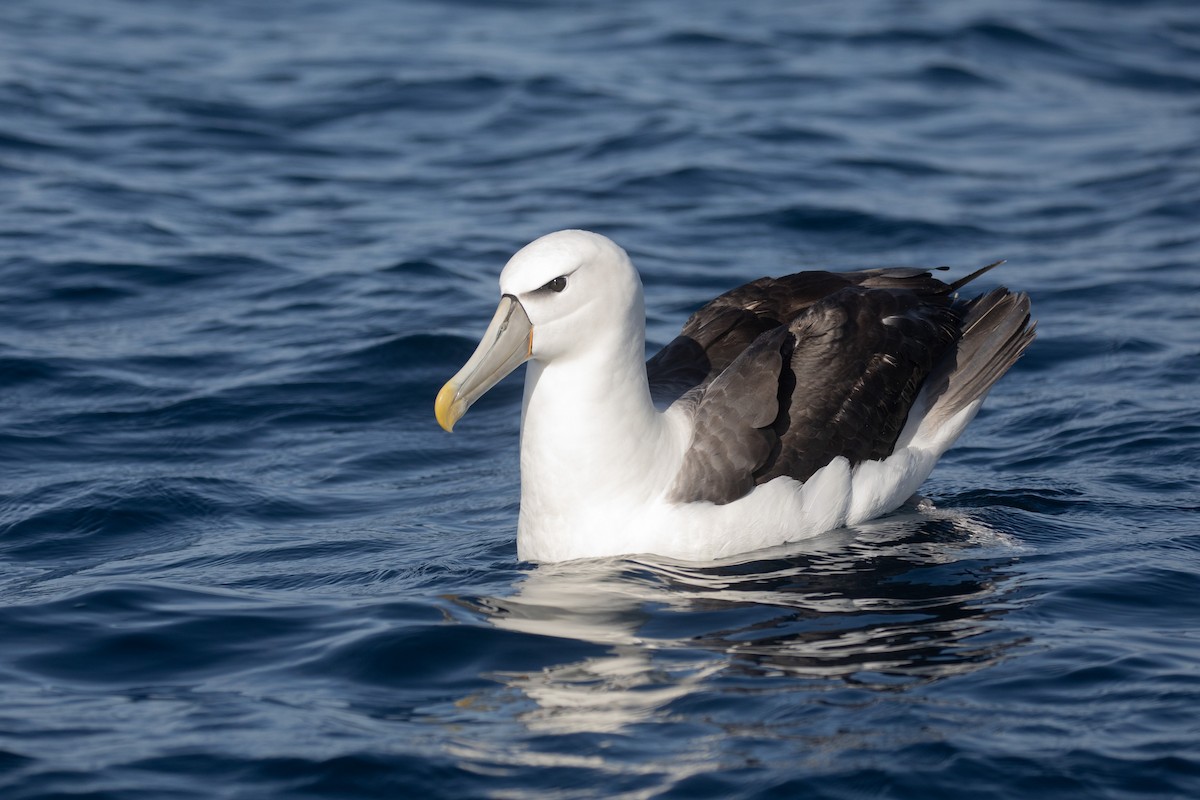 White-capped Albatross - ML618073709