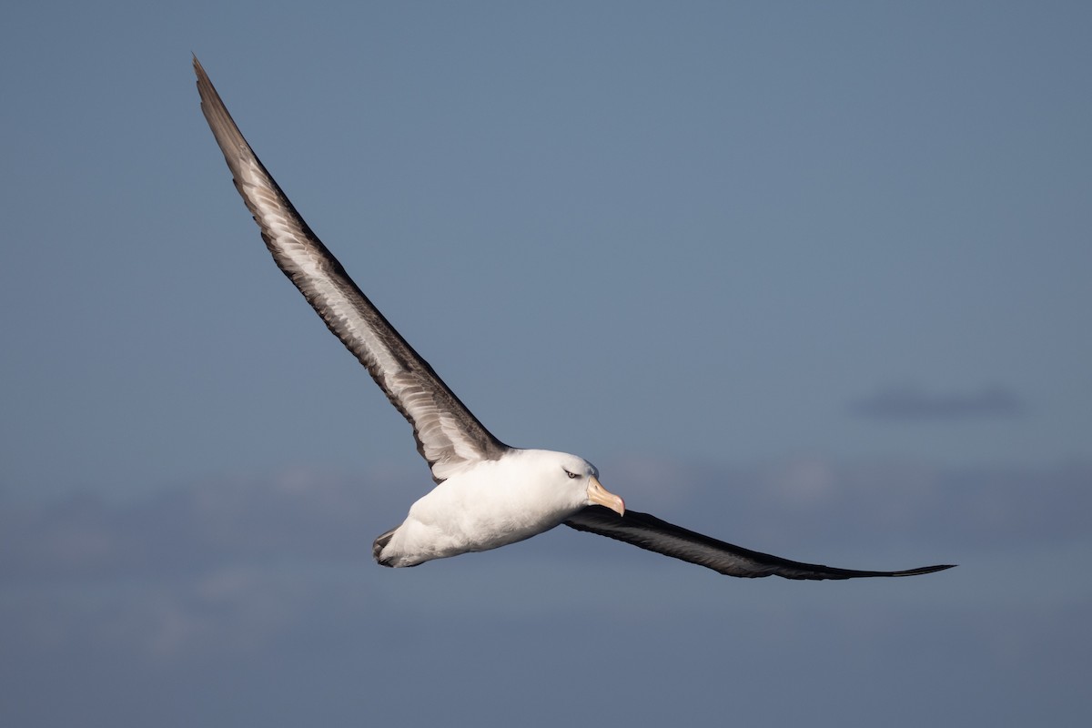 Black-browed Albatross (Campbell) - Isaac Clarey