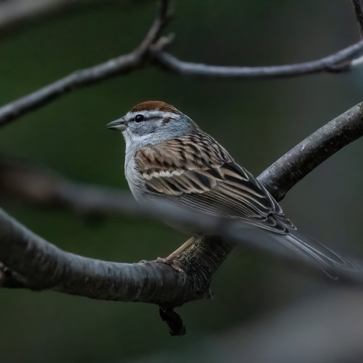 Chipping Sparrow - Christine Pelletier et (Claude St-Pierre , photos)