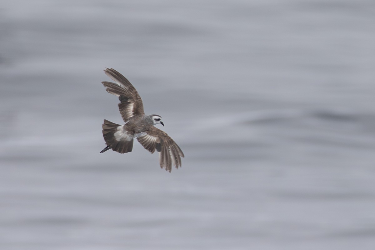 White-faced Storm-Petrel - ML618073766