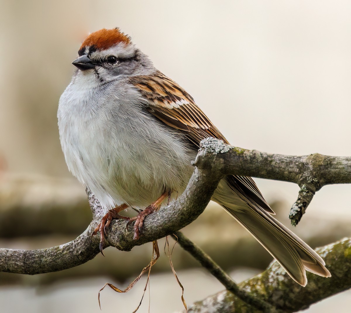 Chipping Sparrow - ML618073770