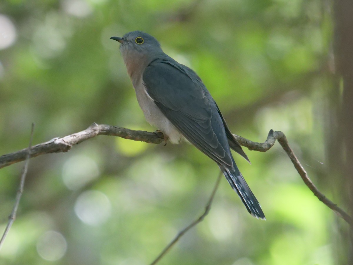 Fan-tailed Cuckoo - Frank Coman
